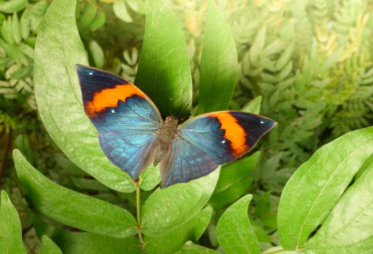 Papillon du Naturospace de Honfleur