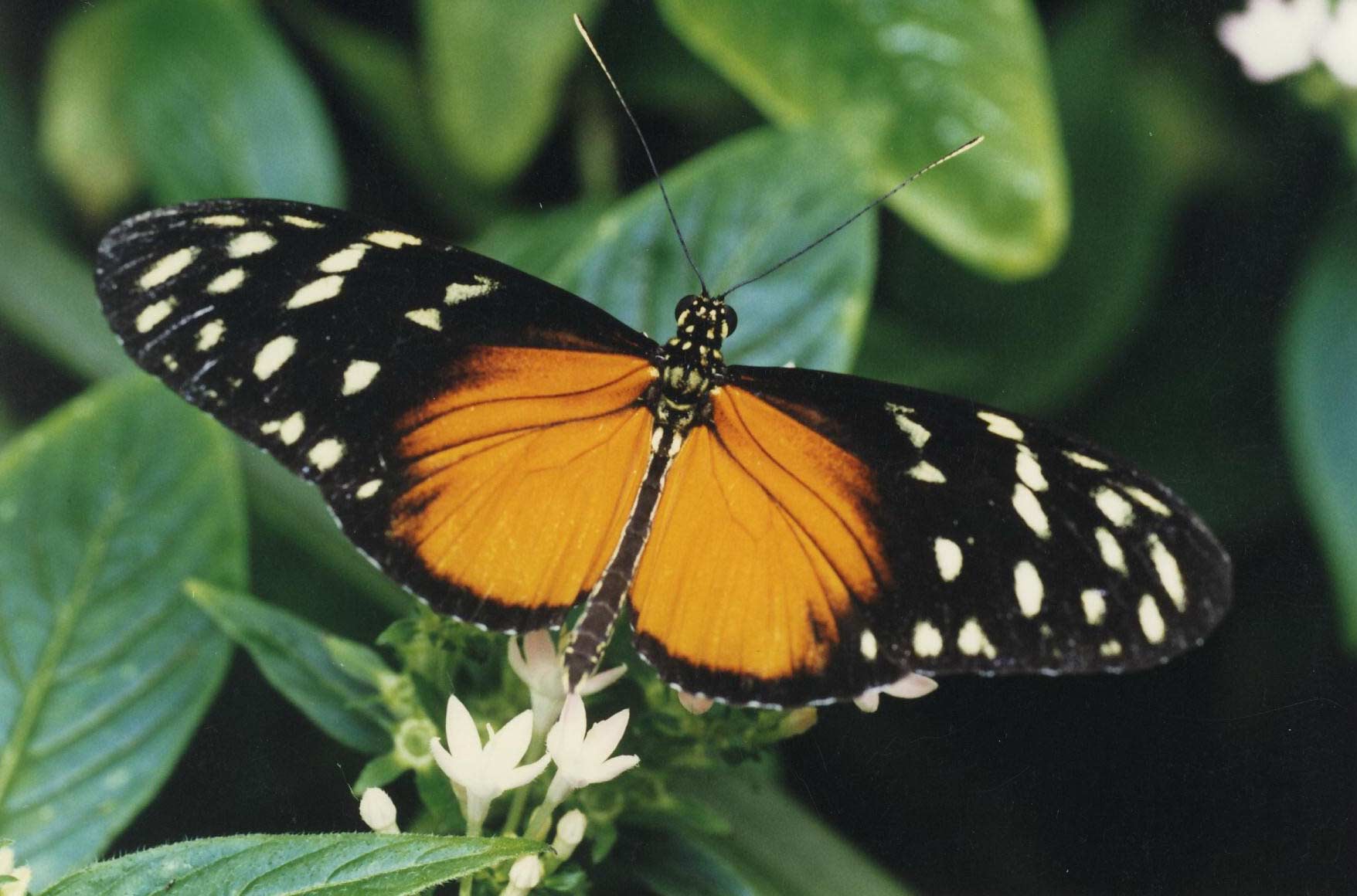 Les Papillons du Naturospace